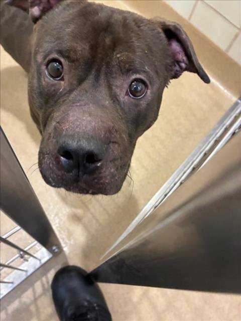 VANDER - American Pit Bull Terrier available for adoption