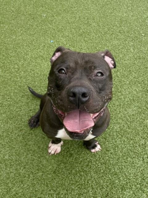 VANDER - American Pit Bull Terrier available for adoption