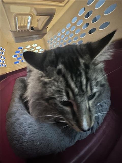 *OSPREY - Domestic Medium Hair available for adoption