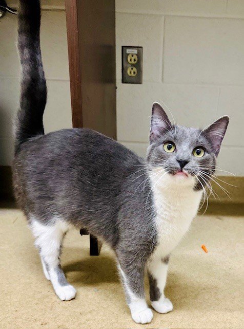 *CATRINA - Domestic Short Hair available for adoption