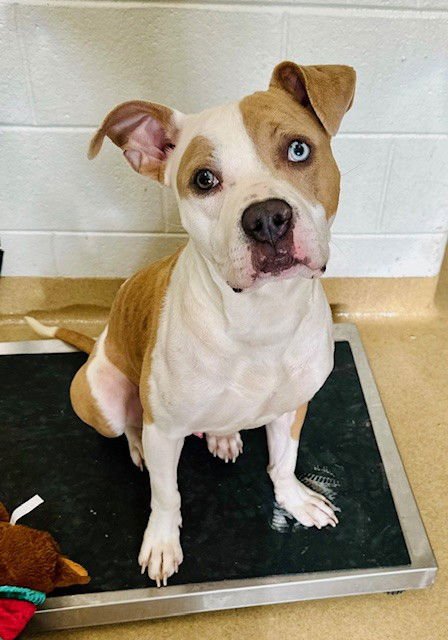 *STEWIE - American Pit Bull Terrier available for adoption