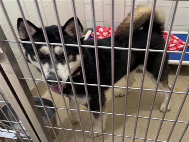 PIG PEN - Husky available for adoption