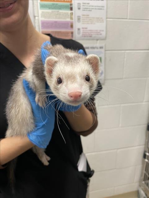 SKYLARK - Ferret available for adoption
