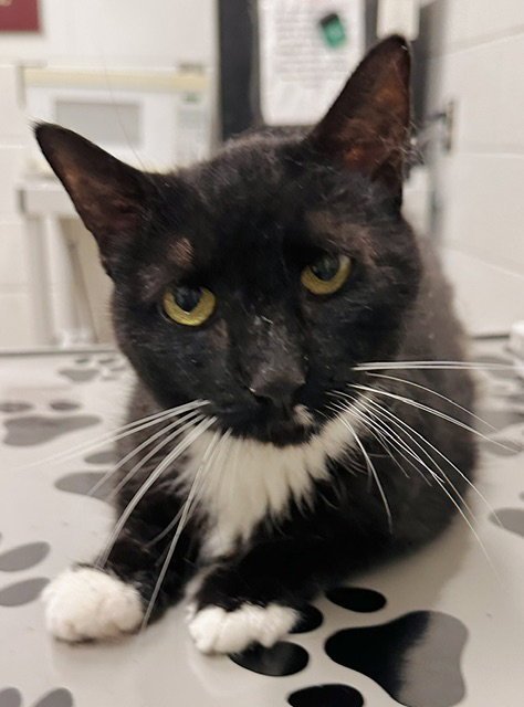 *CATTILDA Image