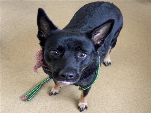 BELLA - Australian Cattle Dog/Blue Heeler / German Shepherd Dog available for adoption