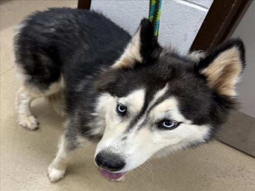 DANKA - Husky available for adoption