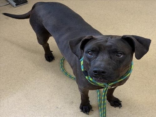 RAVEN - Labrador Retriever / American Pit Bull Terrier for adoption in Rockville