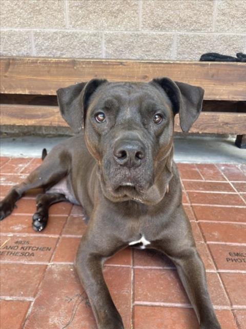 RAVEN - Labrador Retriever / American Pit Bull Terrier available for adoption