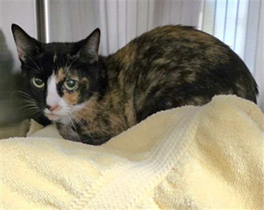 HARLEY - Domestic Short Hair available for adoption