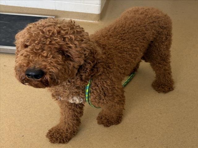 REMI - Golden Retriever / Poodle (Standard) available for adoption