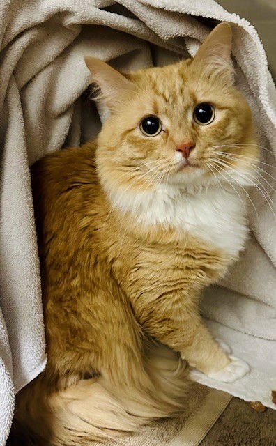 *BISQUE - Domestic Medium Hair available for adoption