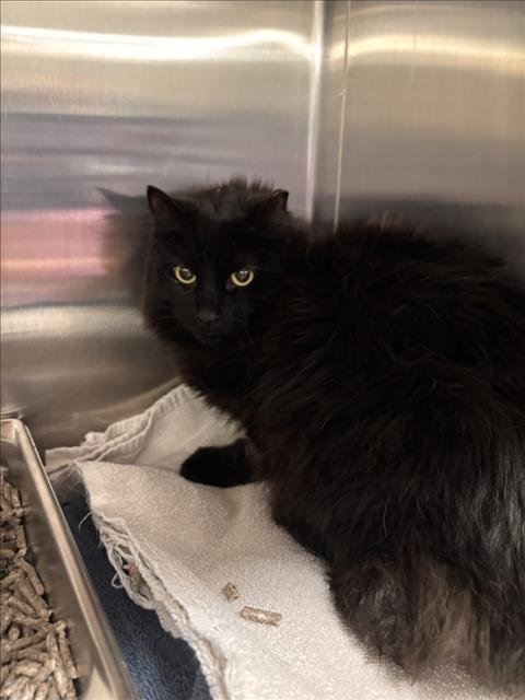 QUINCY - Domestic Medium Hair available for adoption