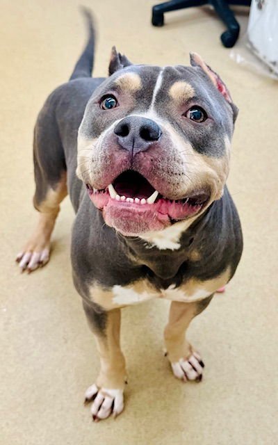 ZION - American Pit Bull Terrier / Bulldog available for adoption