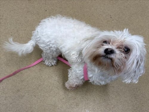 GIZMO - Maltese available for adoption