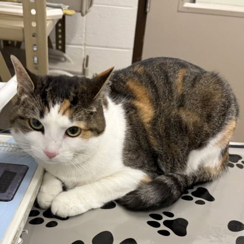 PRINCESS PJ - Domestic Short Hair for adoption in Rockville