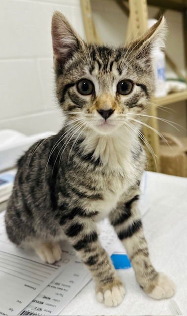 *BARTHOLOMEOW - Domestic Short Hair available for adoption