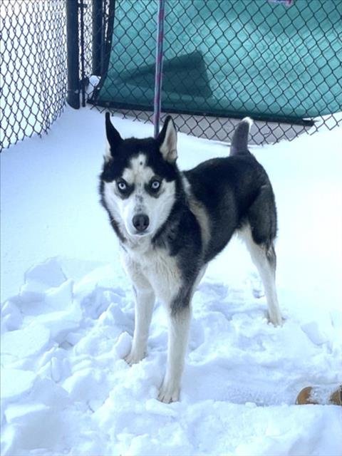 *SNOW - Husky available for adoption