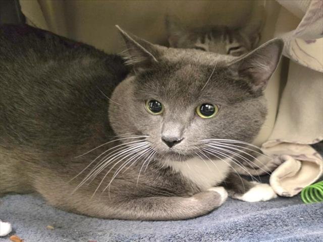 *OOGIE BOOGIE - Domestic Short Hair available for adoption