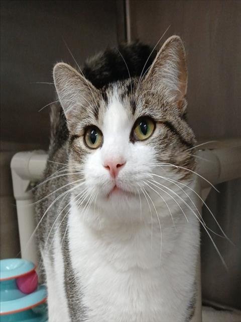 *RASCAL - Domestic Short Hair available for adoption