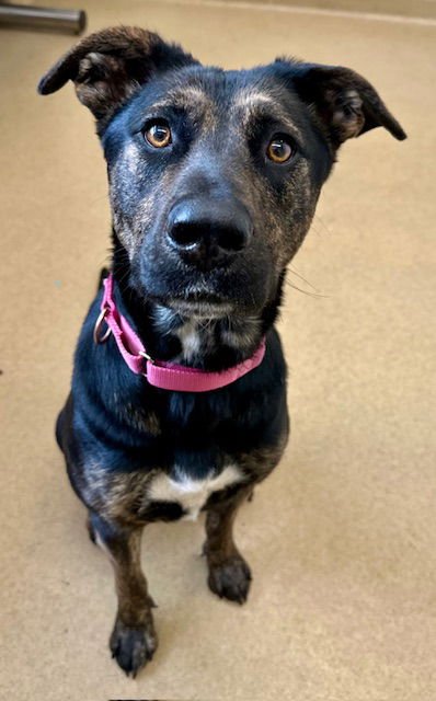 *BETTY SPAGHETTY - Hound available for adoption