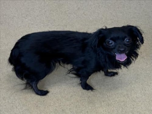 ANTONELA - Chihuahua available for adoption