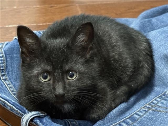 *TOADIE - Domestic Medium Hair available for adoption
