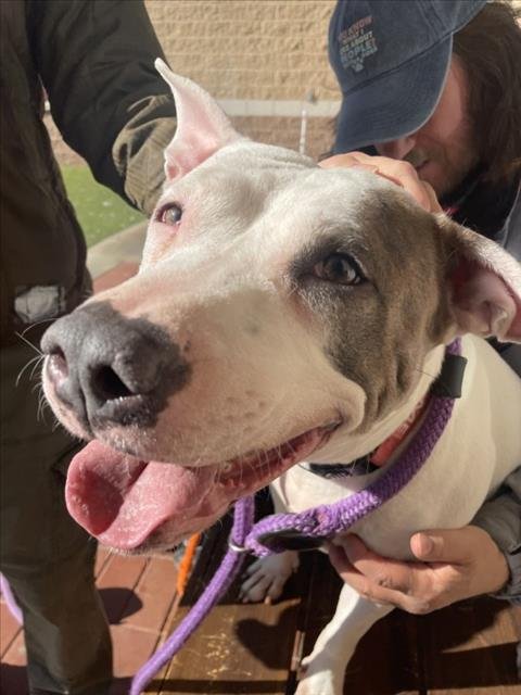 NAJIA - Bull Terrier available for adoption