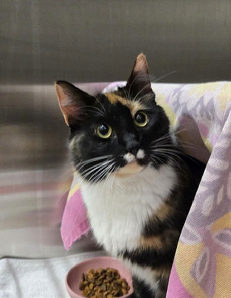 *FLAMIN HOT FUNYON - Domestic Medium Hair available for adoption