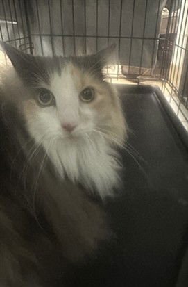 *KIKI - Domestic Long Hair available for adoption