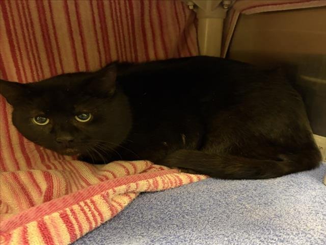 *ANTARES - Domestic Short Hair available for adoption