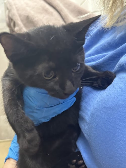 *BRUSSEL SPROUTS - Domestic Short Hair available for adoption