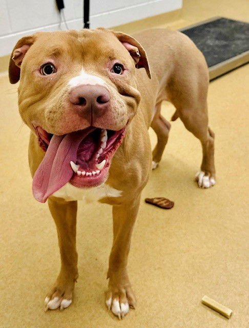 *CORNBREAD - American Pit Bull Terrier available for adoption