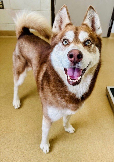 *RODRIGO - Siberian Husky available for adoption