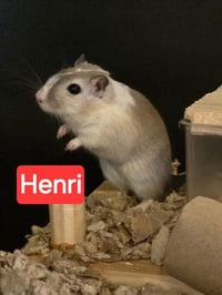 *FUZZY (HENRI) - Photo 1