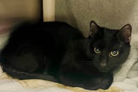 *SUPREME MUGWUMP - Photo 1