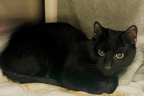 *SUPREME MUGWUMP - Domestic Short Hair available for adoption