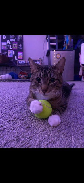 KIKO - Domestic Short Hair available for adoption