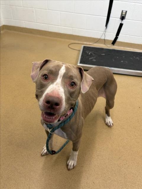 *SUNBEAM - American Pit Bull Terrier available for adoption