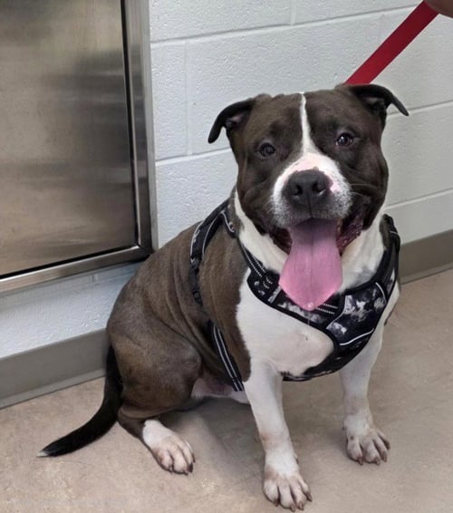 CAIRO - American Pit Bull Terrier available for adoption