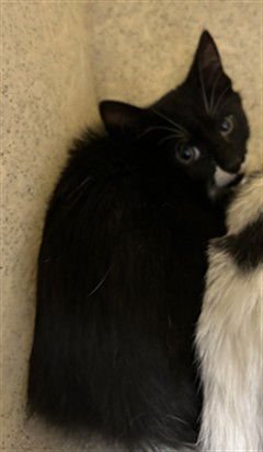 *TONY - Domestic Short Hair available for adoption