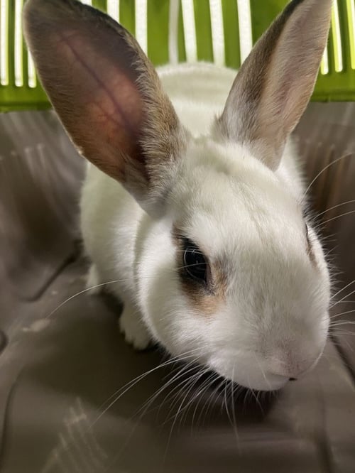 *CLOCKWORK - Shorthaired Rabbit available for adoption