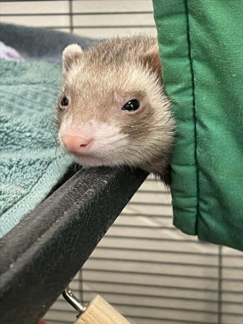FIFI - Ferret available for adoption