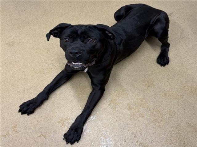 *SENECA - Cane Corso Mastiff available for adoption