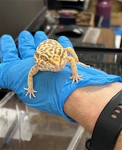 *KAIJU - Lizard available for adoption