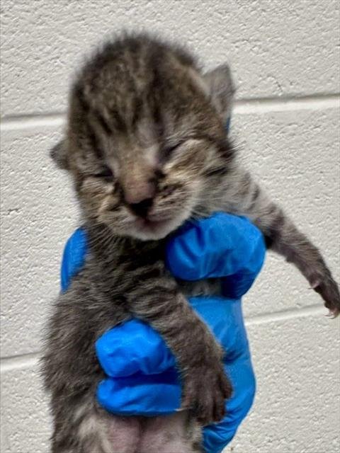 *CARBON COPY - Domestic Short Hair available for adoption