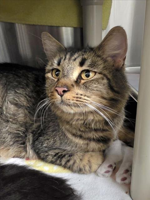 *CARDAMOM - Domestic Short Hair available for adoption