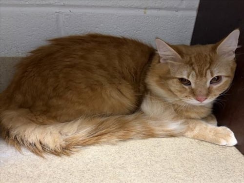 SUNNY - Domestic Short Hair available for adoption