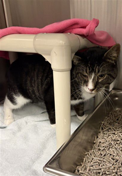 TOKI - Domestic Short Hair available for adoption