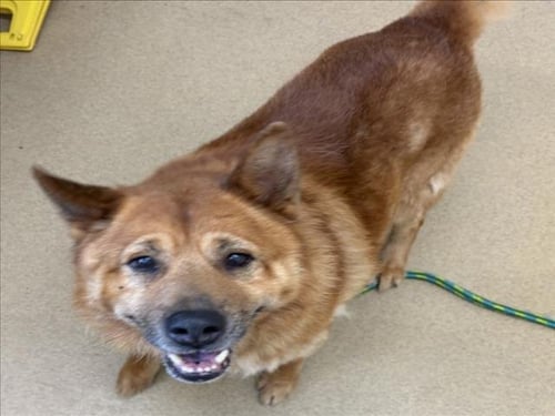 PLAYER - German Shepherd Dog available for adoption