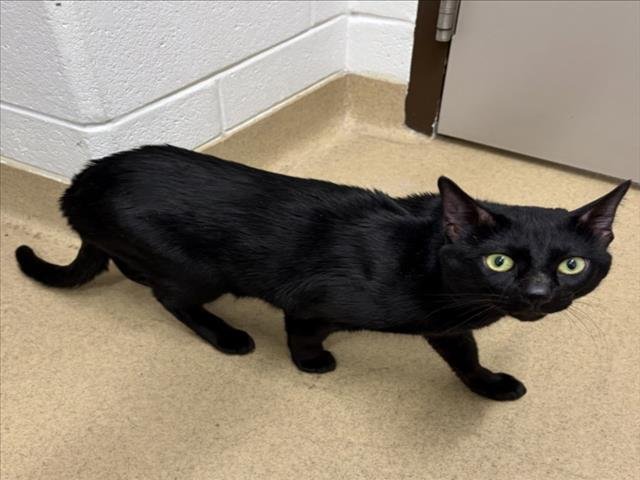 DOZER - Domestic Short Hair available for adoption